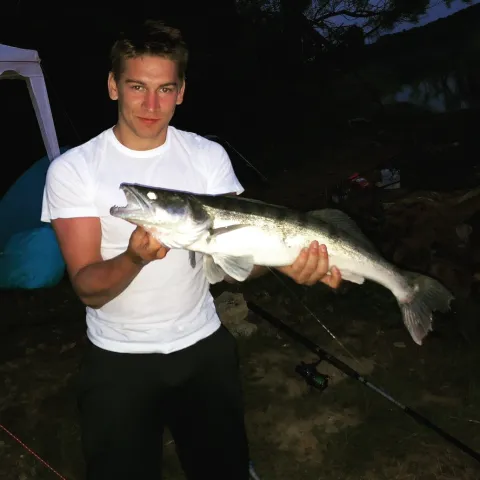 Zander