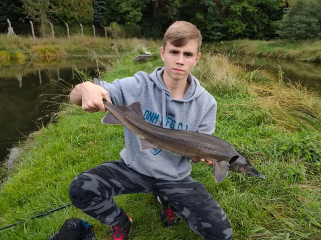 Stör
