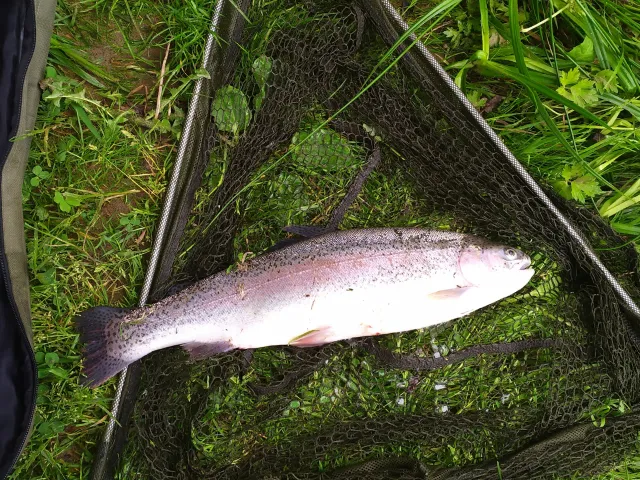 Regenbogenforelle