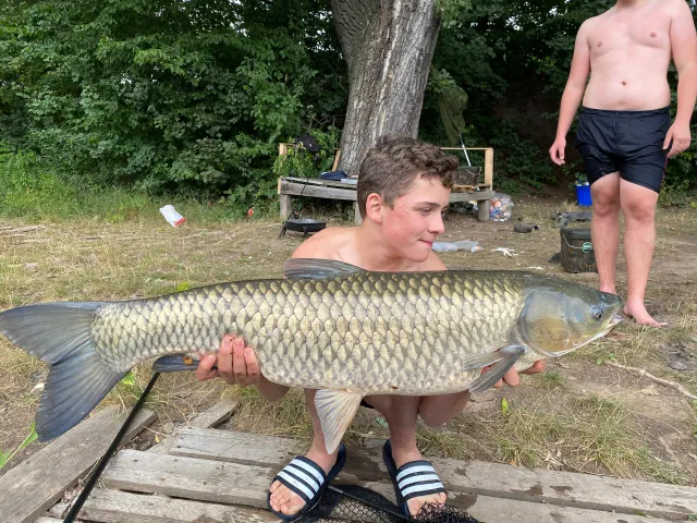 Graskarpfen