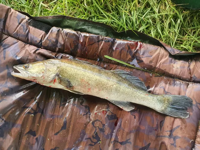 Zander