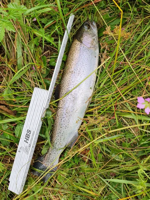 Regenbogenforelle