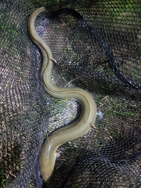 Aal