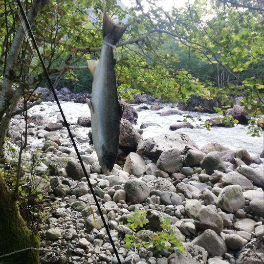 Lachs