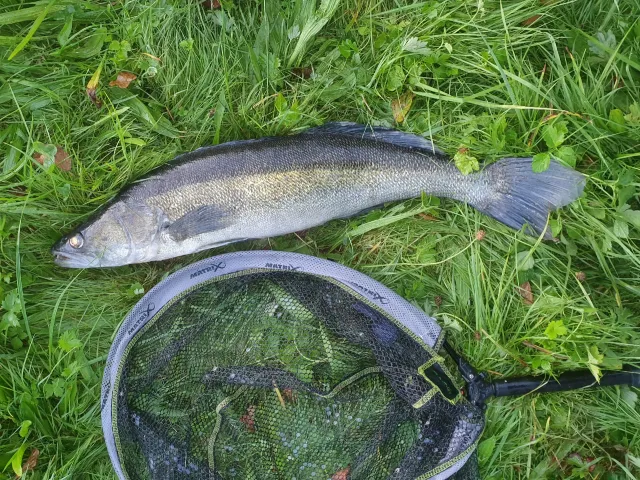 Zander