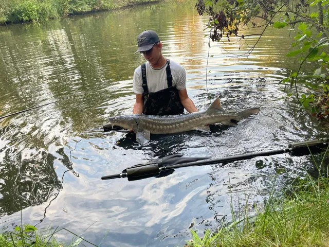 Stör