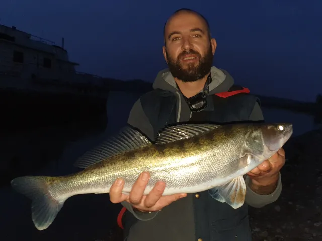 Zander