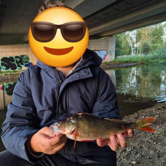 Flussbarsch