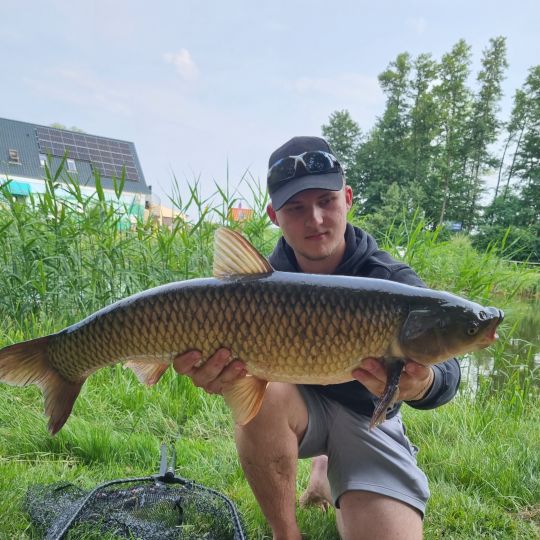 Graskarpfen