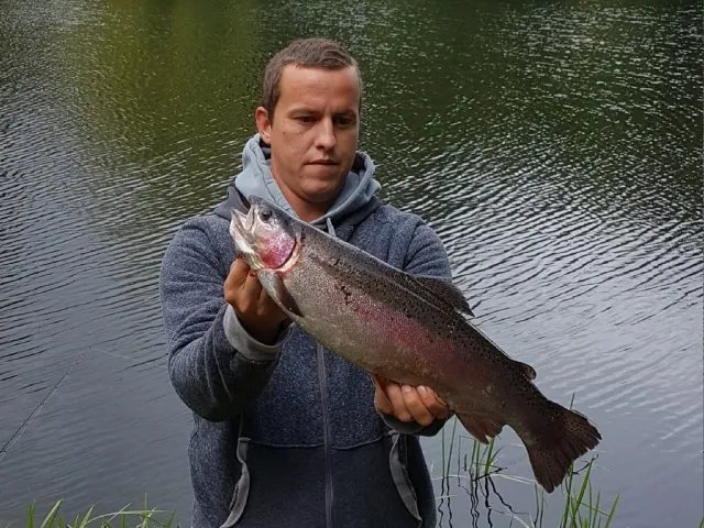 Regenbogenforelle
