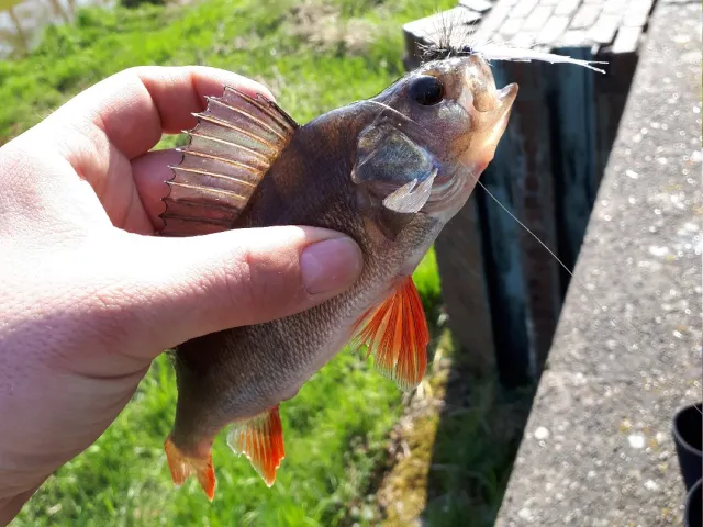 Flussbarsch