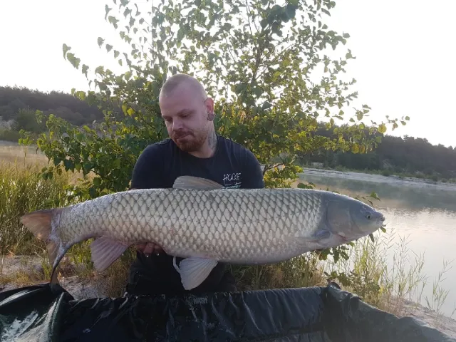 Graskarpfen