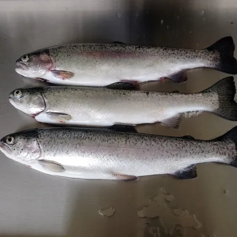 Regenbogenforelle
