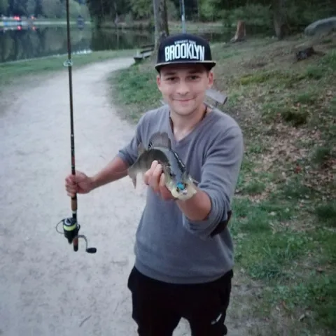 Flussbarsch