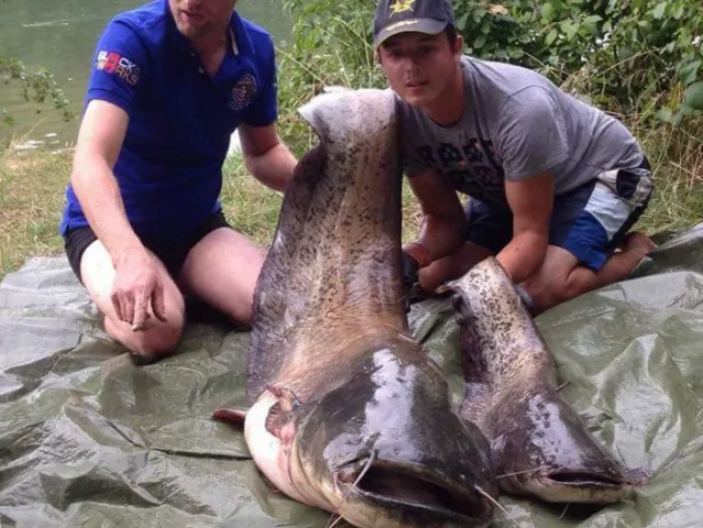 Wels