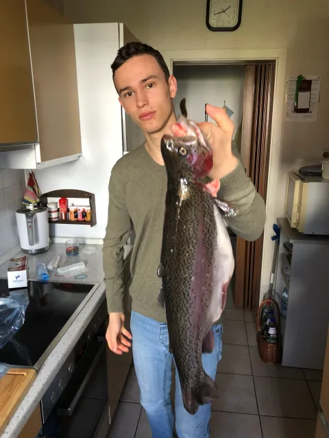 Regenbogenforelle