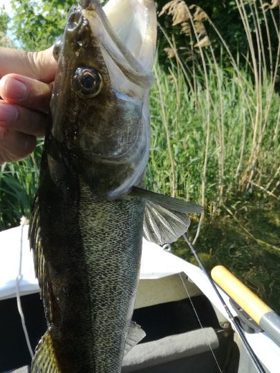 Zander