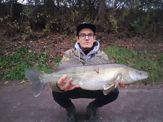Zander