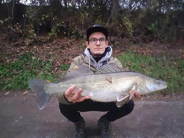Zander