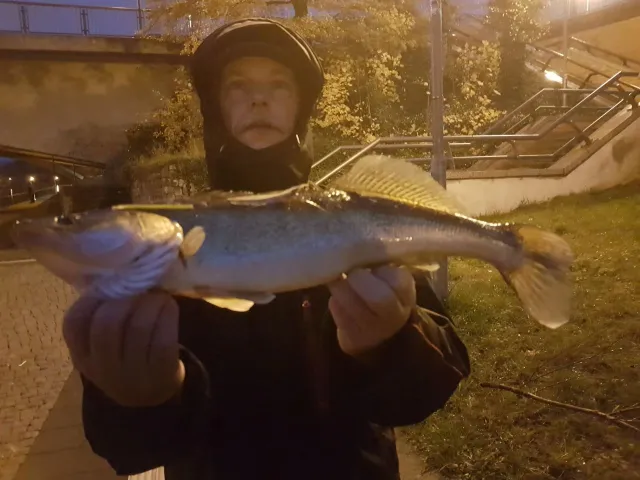 Zander