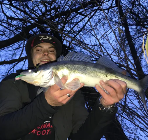 Zander