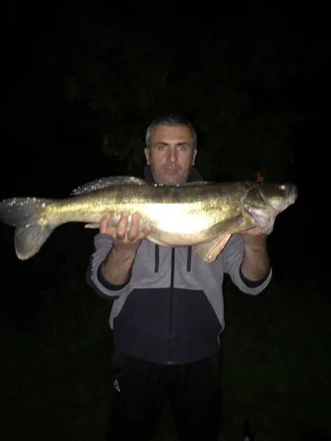 Zander