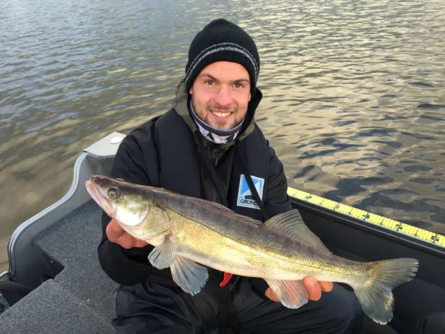 Zander