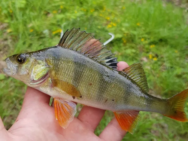 Flussbarsch