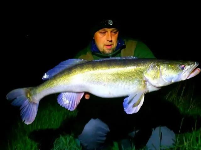 Zander
