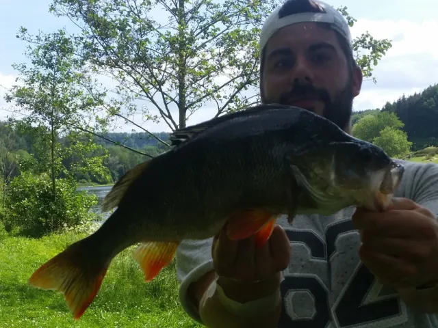 Flussbarsch
