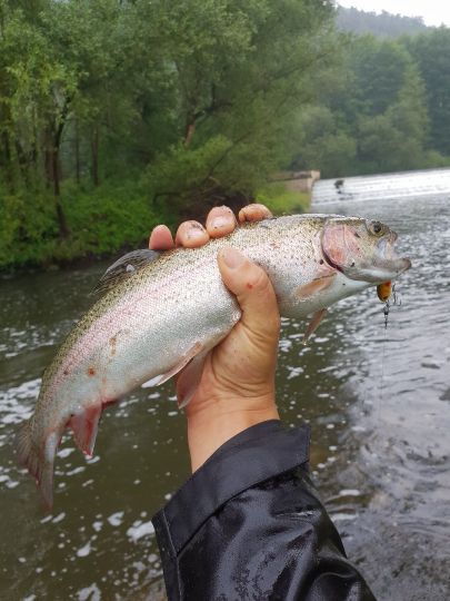 Regenbogenforelle