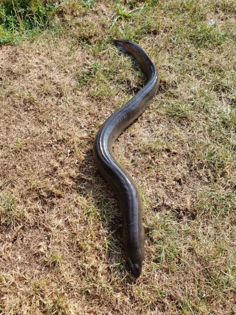 Aal