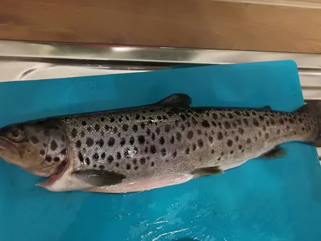 Seeforelle