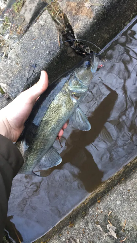 Zander