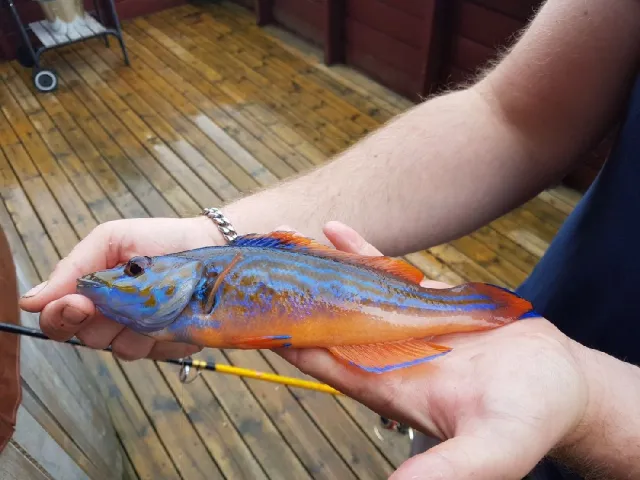 Lippfisch