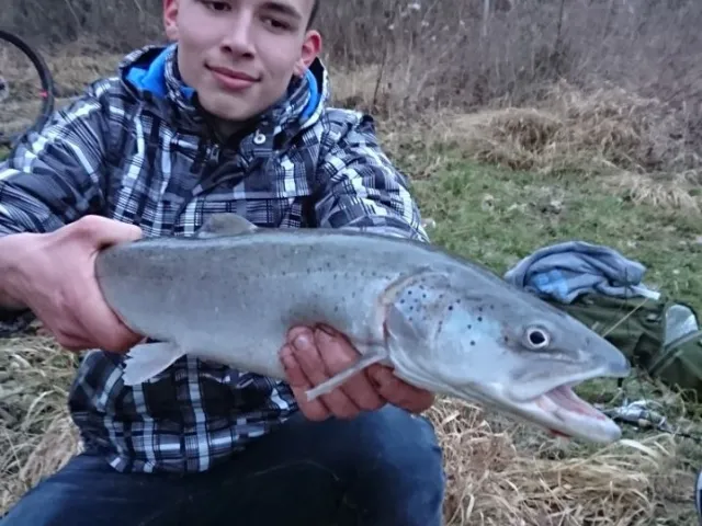 Huchen