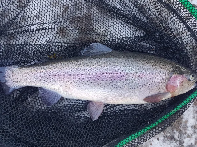 Regenbogenforelle