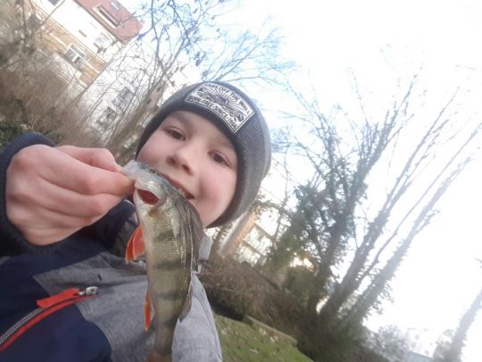 Flussbarsch