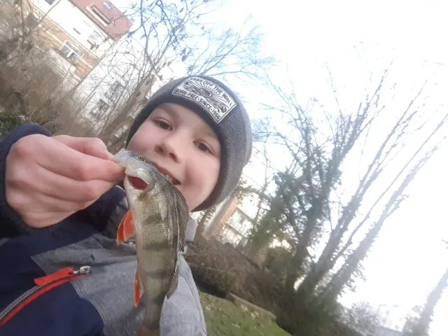 Flussbarsch
