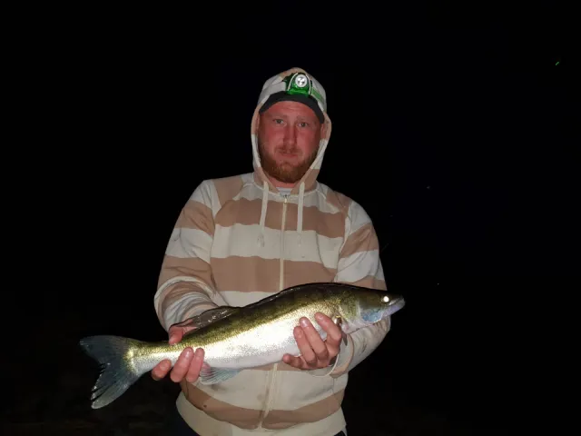 Zander