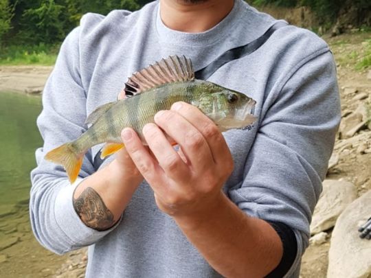 Flussbarsch