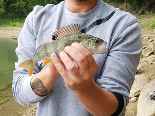 Flussbarsch