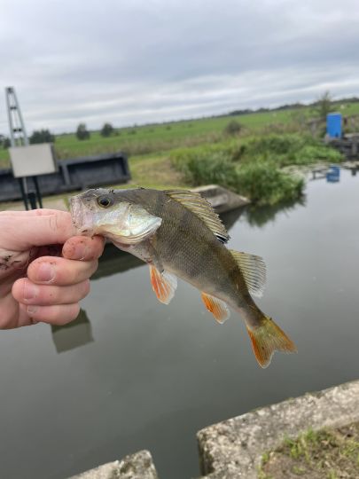 Flussbarsch