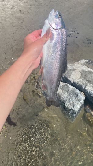 Regenbogenforelle