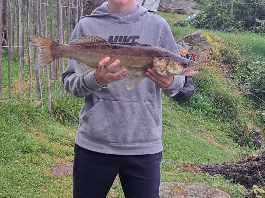 Zander