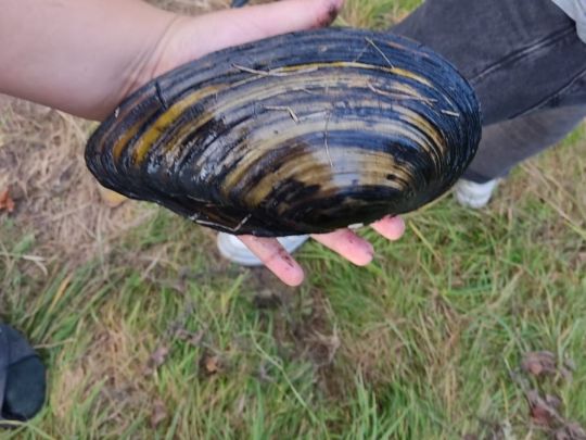 Gemeine Teichmuschel