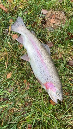 Regenbogenforelle