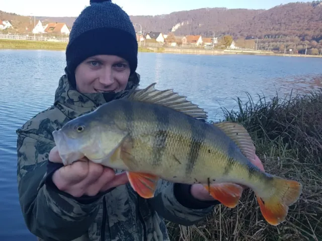 Flussbarsch