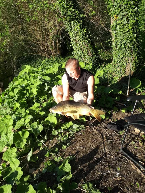 Karpfen