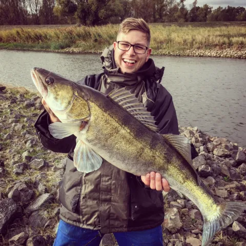 Zander
